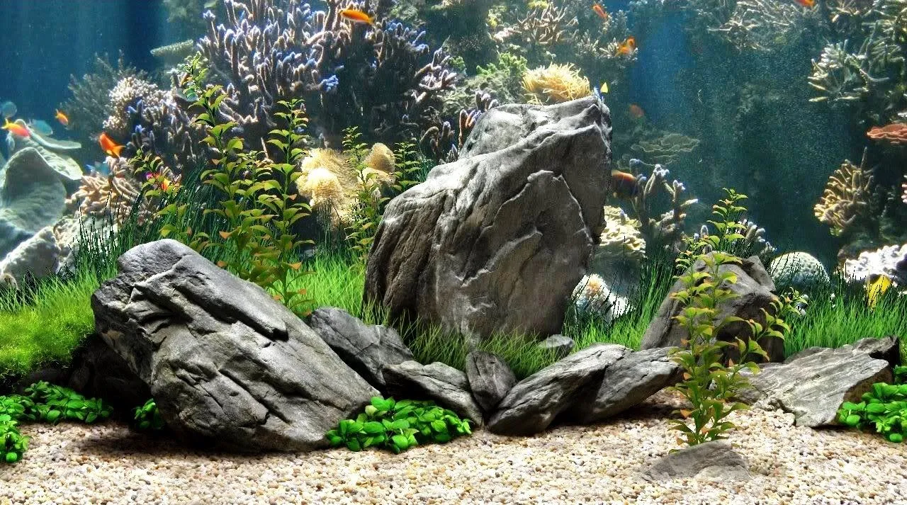 Aquarium cleaning