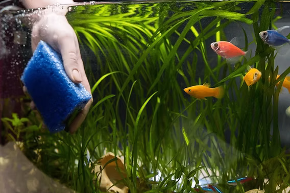 Basic Aquarium Cleaning